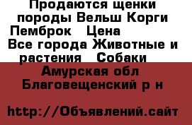 Продаются щенки породы Вельш Корги Пемброк › Цена ­ 40 000 - Все города Животные и растения » Собаки   . Амурская обл.,Благовещенский р-н